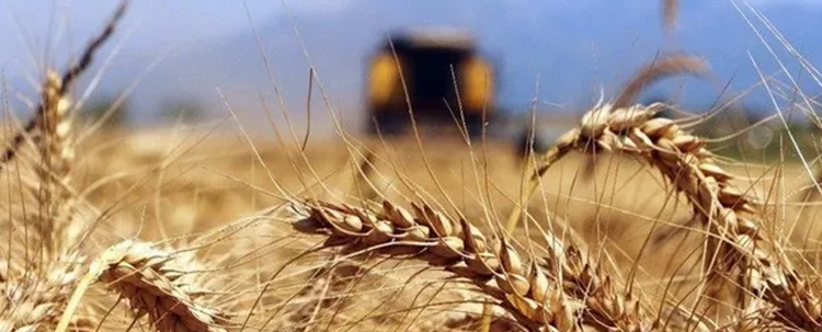 Küresel buğday piyasalarında savaş sarsıntısı