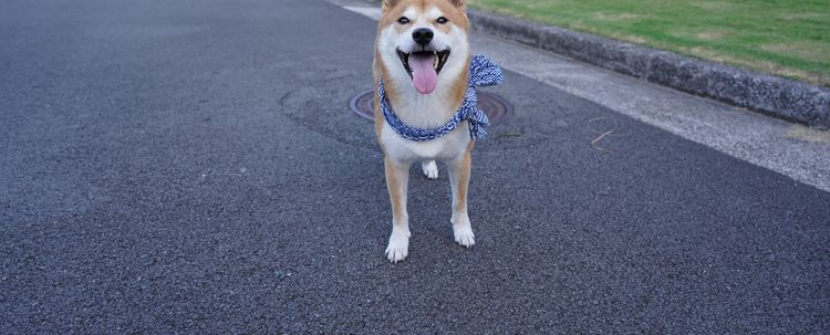 300 bin imza Shiba'ya rekor kırdırdı