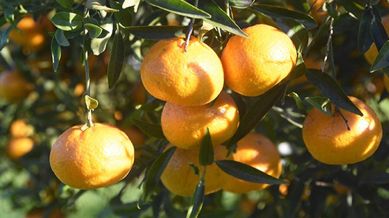 Bodrum mandalinası yok olmaya yüz tuttu