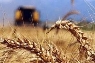 Küresel buğday piyasalarında savaş sarsıntısı