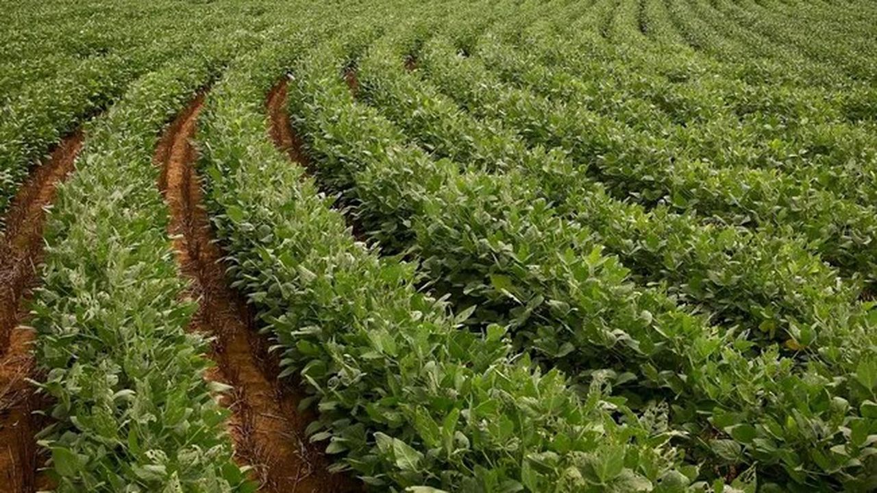 Tarım emtia fiyatları düşüşe geçti