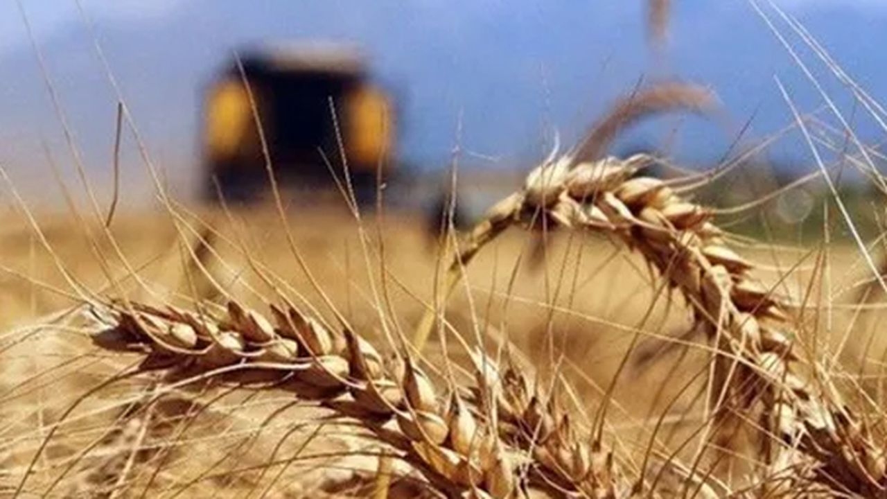 Buğday fiyatları rekor üstüne rekor kırıyor