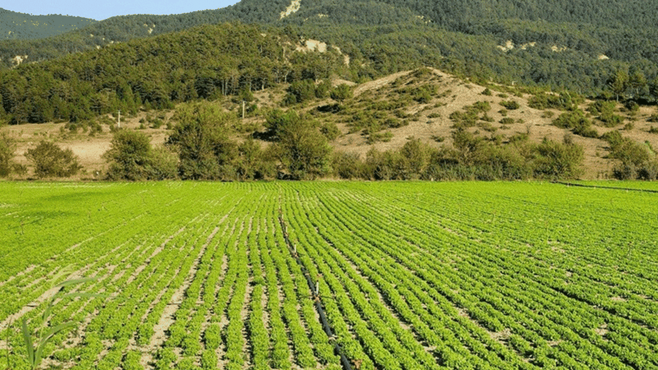 Hazine arazileri yatırım, tarımsal üretim ve kentsel dönüşüme açılıyor