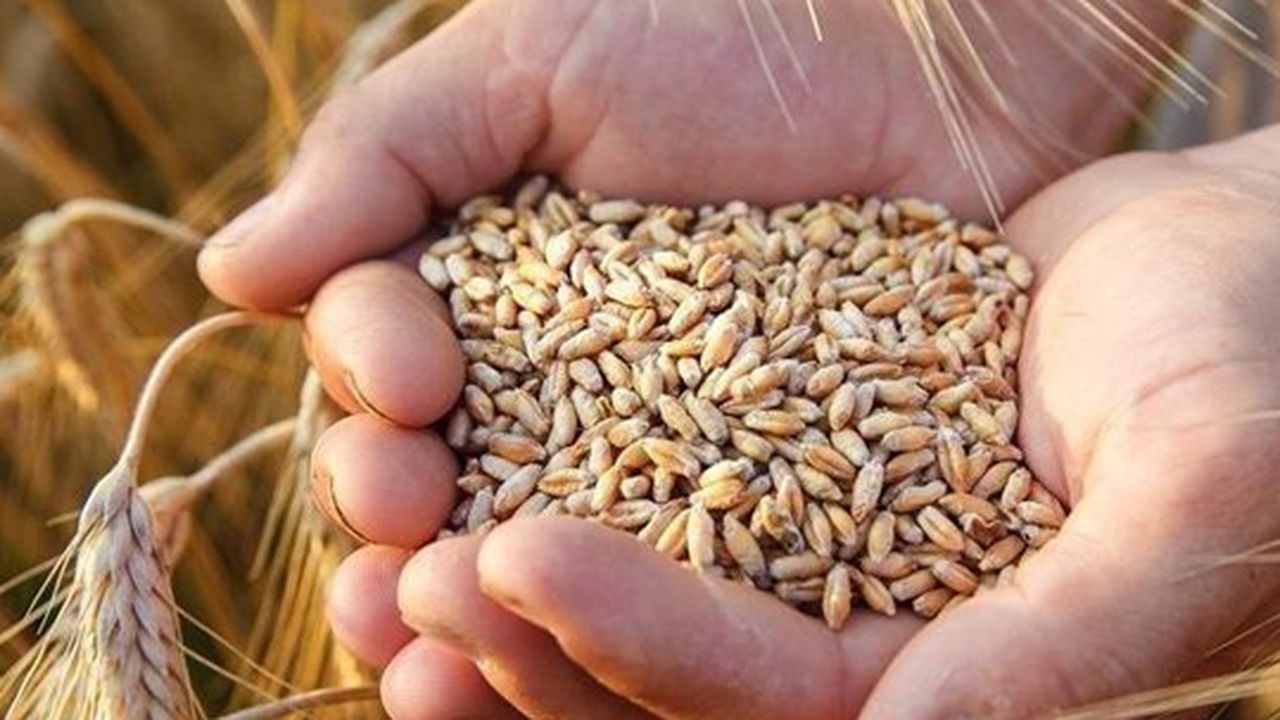 Buğday fiyatlarındaki yükseliş hız kesmiyor