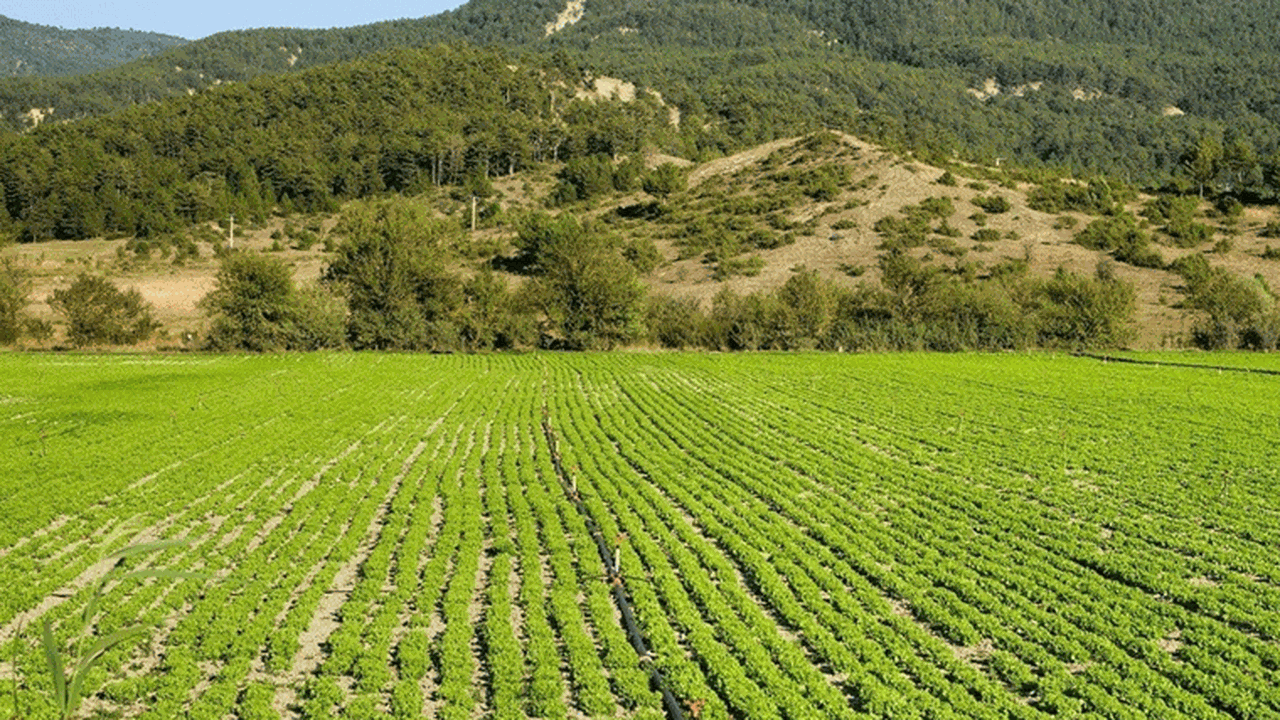 Bakan Özhaseki, yabancılara ne kadar arazi satıldığını açıkladı