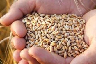 Küresel gıda fiyatları rekor kırmaya devam ediyor