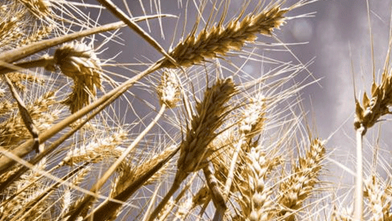Buğday ve soya fasulyesi fiyatları yükselişte